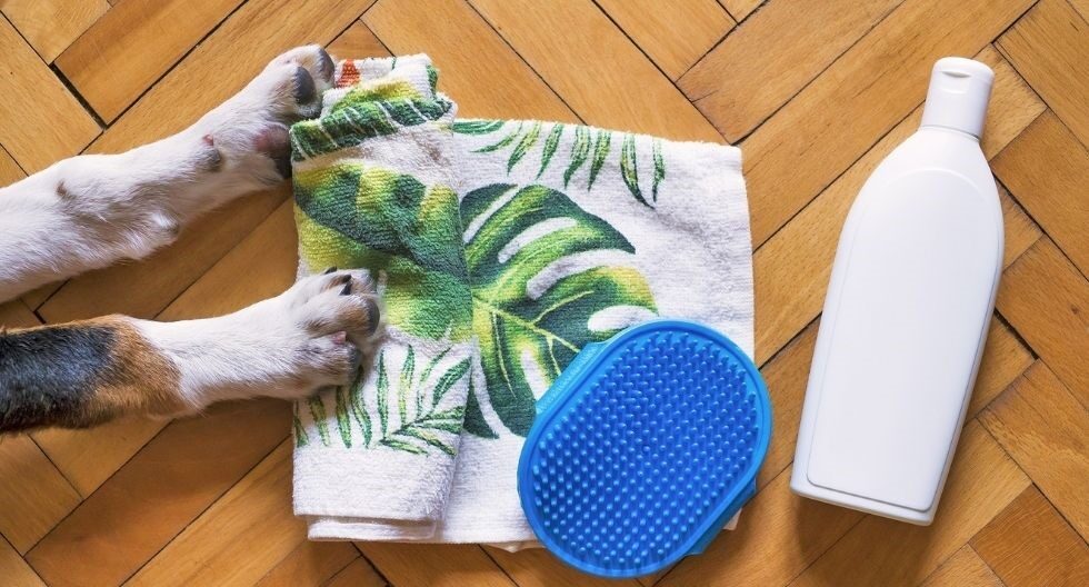 Cuatro cuidados de higiene que debes tener con tu mascota