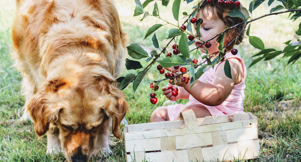 Frutas cítricas que puedes darle a tu perro