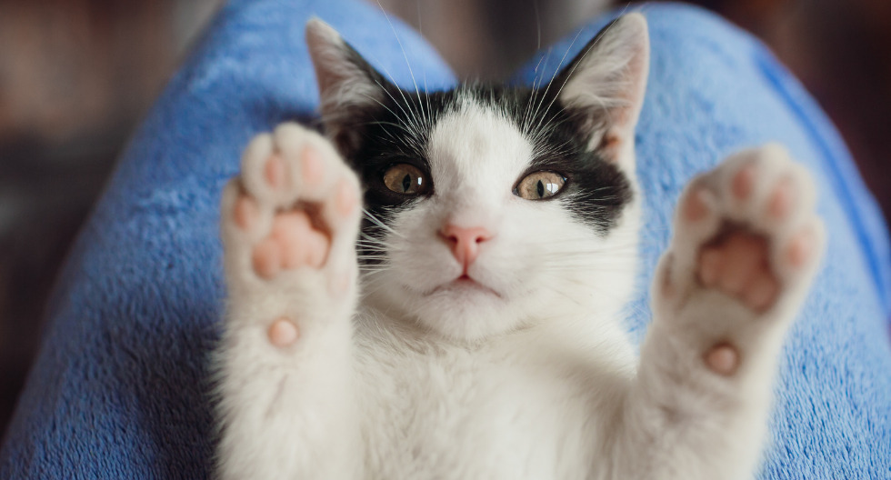 Plan de vacunación a gatos