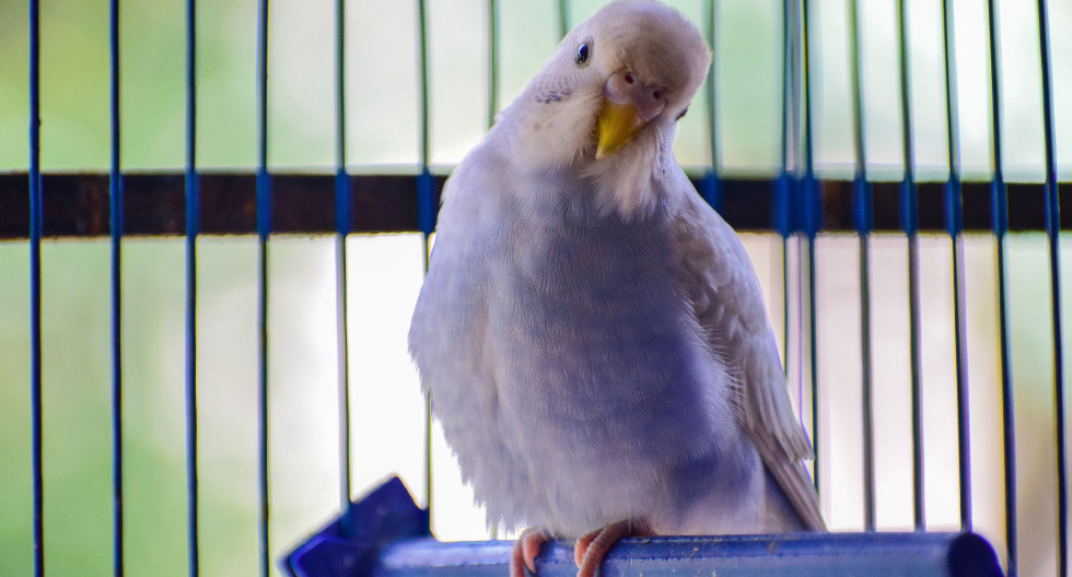 ¿Cómo limpiar correctamente la jaula de tus aves?