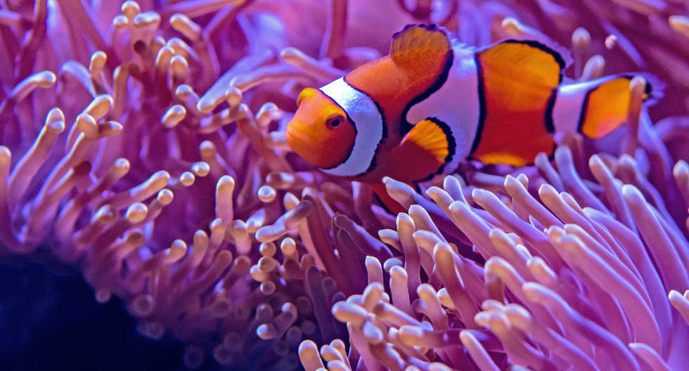 Significado de soñar con peces