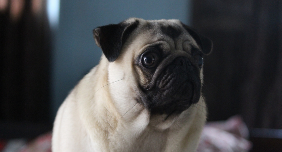 Ansiedad en mascotas