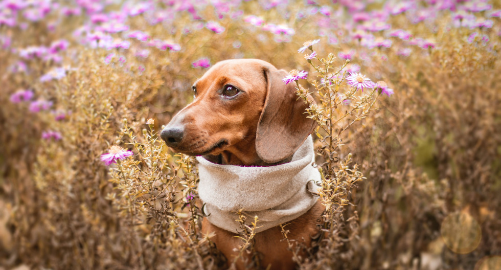 Cambio de clima y enfermedades en las mascotas