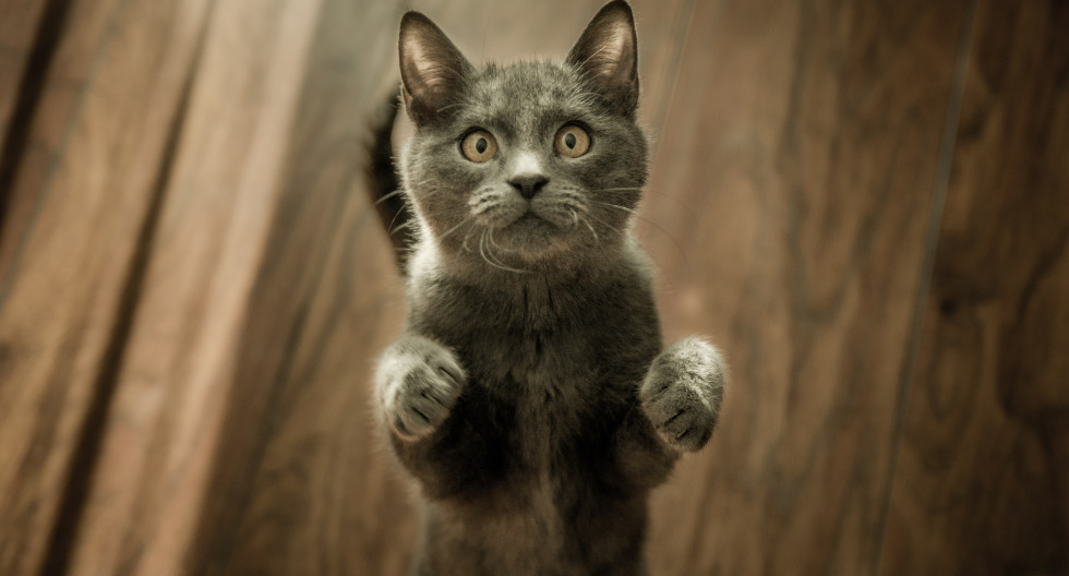 Consejos para educar a tu gato agresivo