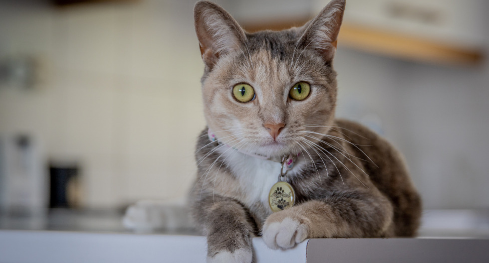 Consejos para que tu gato use el arenero correctamente