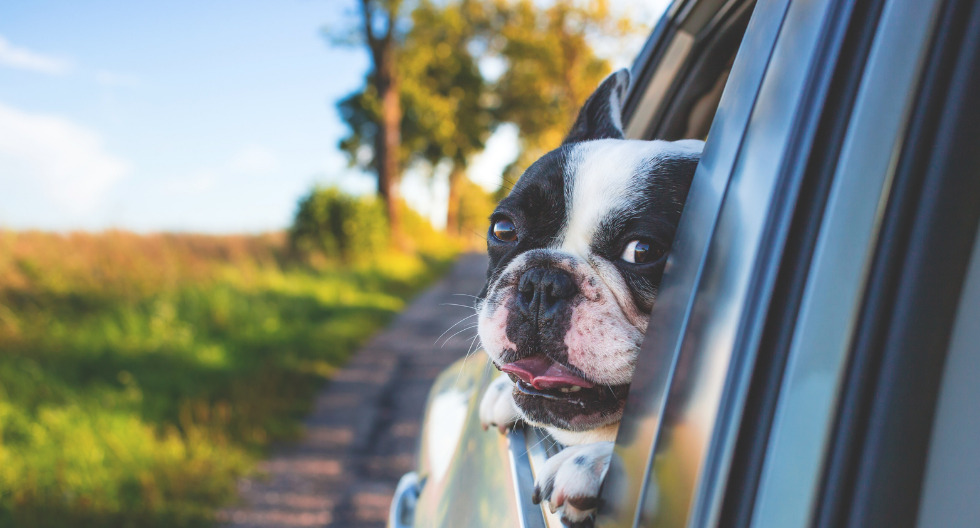 Consejos para viajar con mascotas en carro