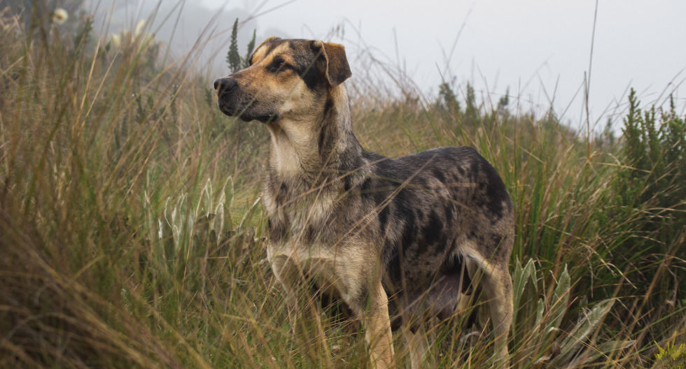 Día del Animal sin Hogar