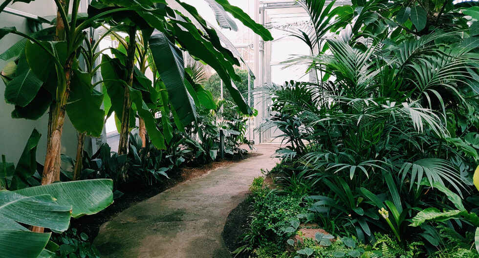 Cuidado de plantas y jardín
