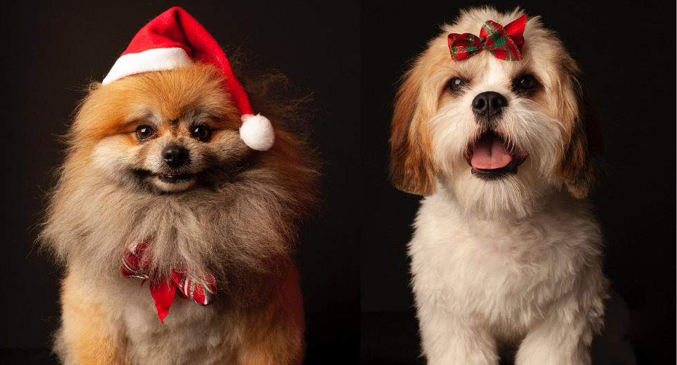 Que pueden comer tus mascotas en navidad