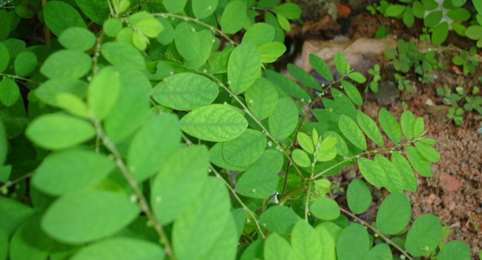 Chancapiedra planta
